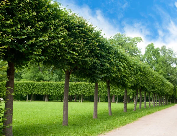 Alley of green trees trimmed square shape in the Park — Stock Photo, Image