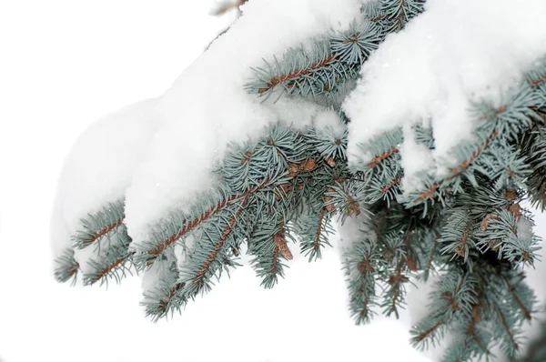 Снег лежит на ветке голубой ели — стоковое фото