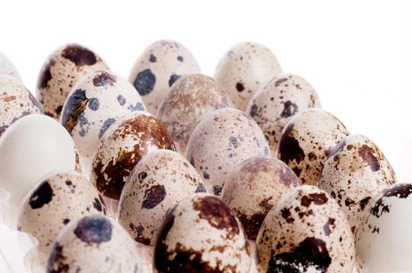 Quail eggs in a row on white — Stock Photo, Image