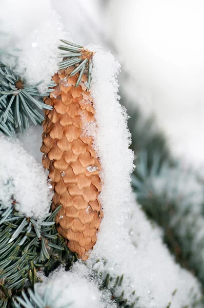 cone covered with snow on a branch blue spruce