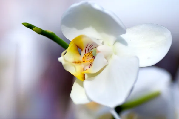 Sfondo di bianco orchidea giapponese — Foto Stock