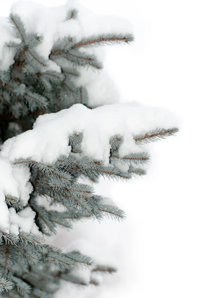 Sne ligger på en gren af en blå gran isoleret - Stock-foto
