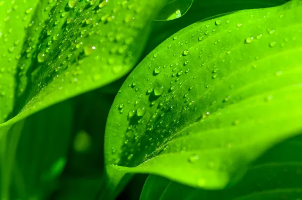 Fondo de las gotas de agua sobre una hoja verde — Foto de Stock