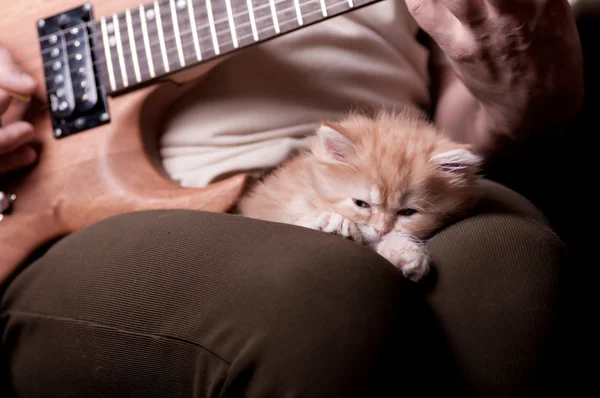 Красный котёнок спит на руках у мужчин, играющих на гитаре — стоковое фото