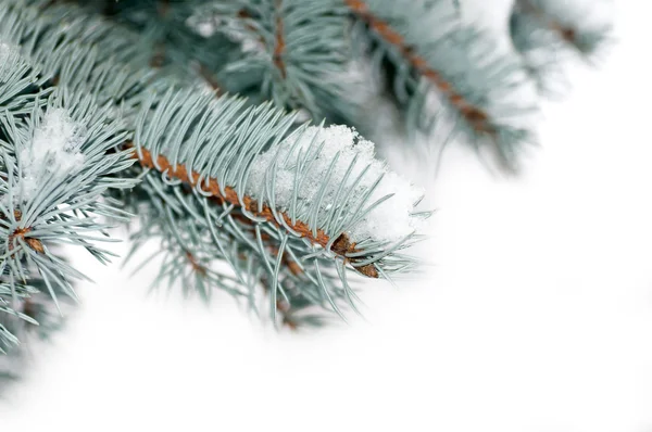 Snow lies on a branch of a blue spruce isolated — Stock Photo, Image