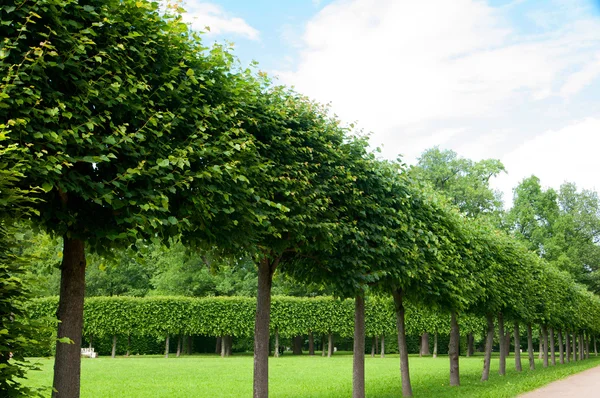 Alley of green trees trimmed square shape in the Park — Stock Photo, Image