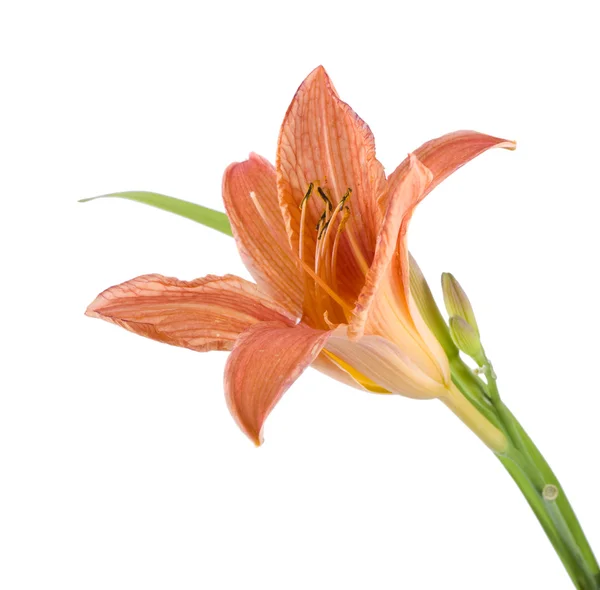 Yellow lily with leaf on a white background — Stock Photo, Image