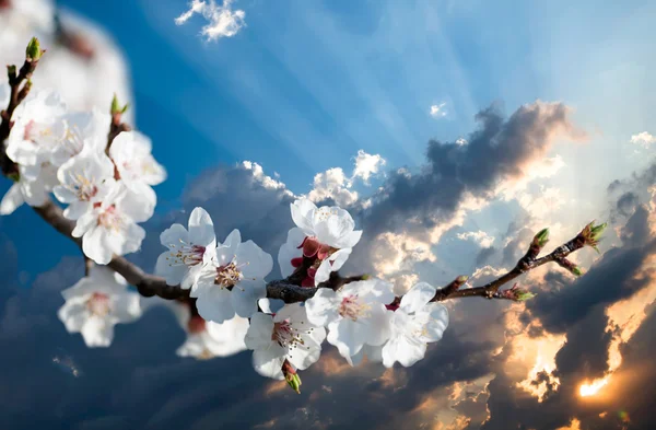 Gren av körsbär blommor vid solnedgången — Stockfoto