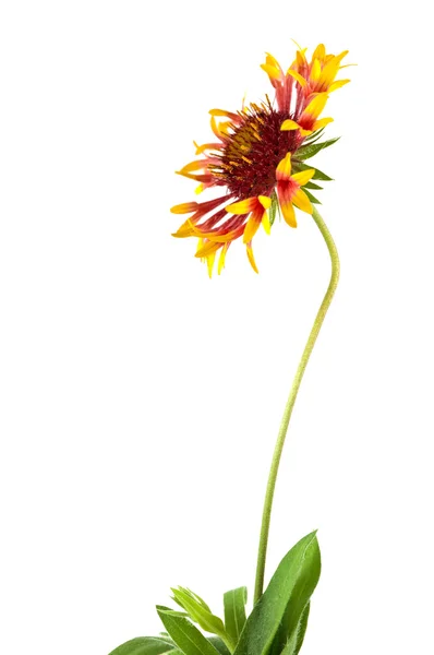 Un fiore il giallo — Foto Stock