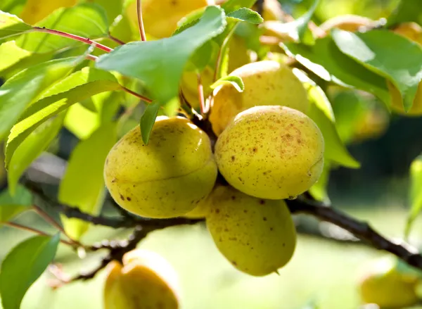 An apricot growing on a tree — Stock Photo, Image