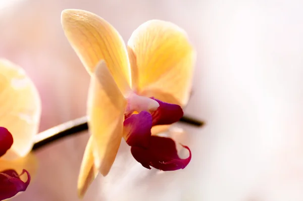 Sfondo di giallo orchidea giapponese — Foto Stock