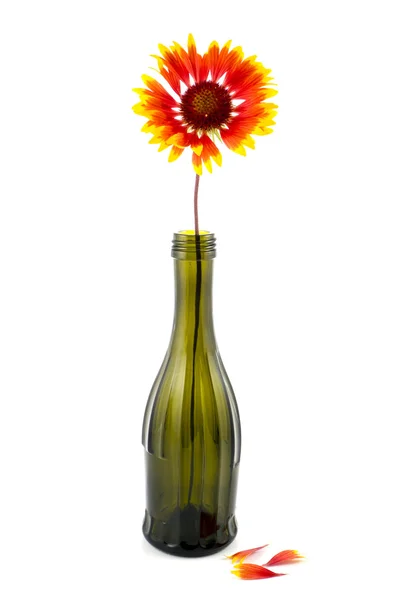 Un fiore è in una bottiglia — Foto Stock