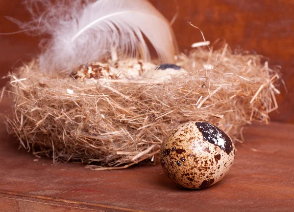 Quail eggs near the nest with eggs — Stock Photo, Image