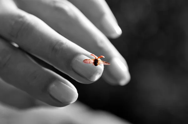그들의 날개를 가진 무당벌레 확산 손에서 흑백 — 스톡 사진