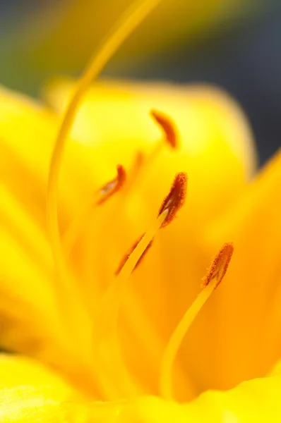 Flor del iris es macro amarillo — Foto de Stock