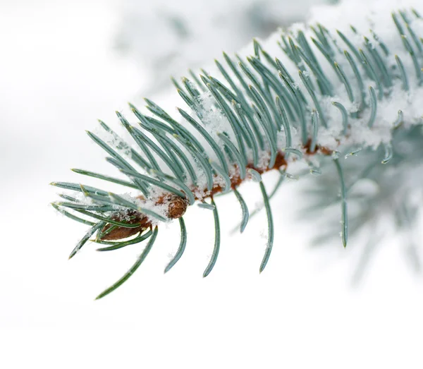 Takken blauwe spar onder de sneeuw op een witte achtergrond — Stockfoto