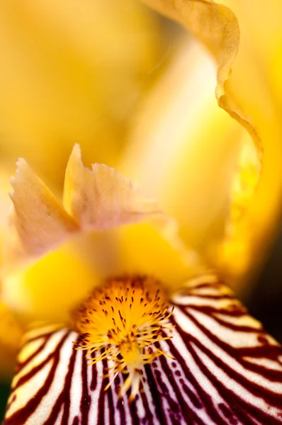 Fiore di iride gialla — Foto Stock
