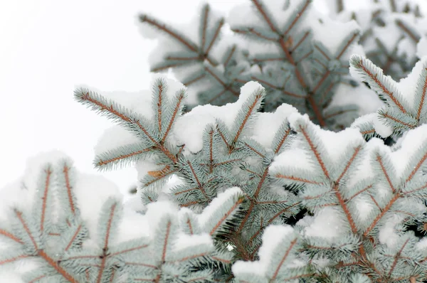 Śnieg leży na oddziale świerk niebieski na białym tle — Zdjęcie stockowe