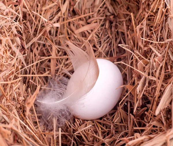 Одне біле яйце з пером у гнізді — стокове фото