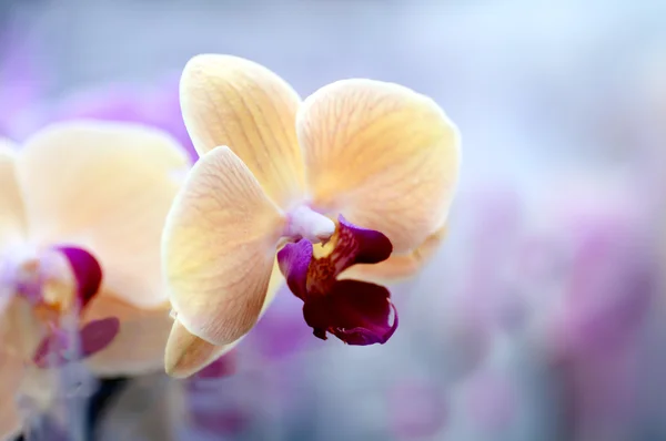 Sfondo di giallo orchidea giapponese — Foto Stock