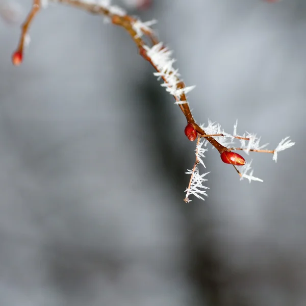Frost on a branch — Stock Photo, Image