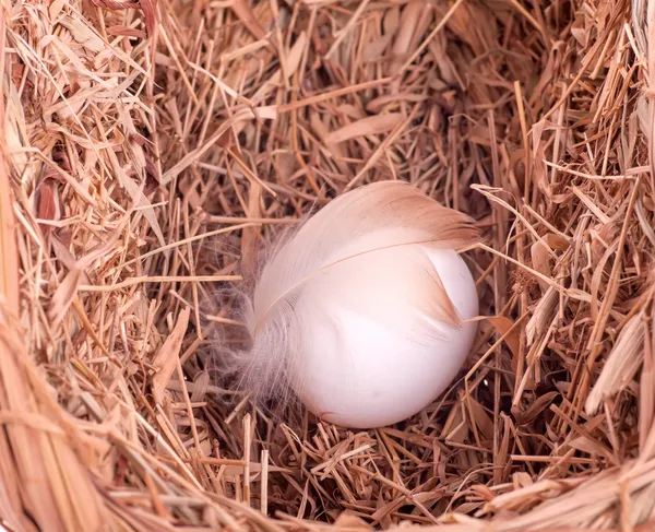 Egy fehér tojás, egy toll, a fészek — Stock Fotó