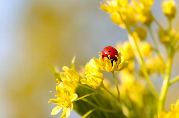 Coccinella sui fiori di tiglio macro legno — Foto Stock