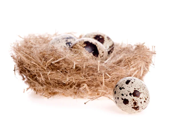 Quail egg lies near the nest on a white background — Stock Photo, Image