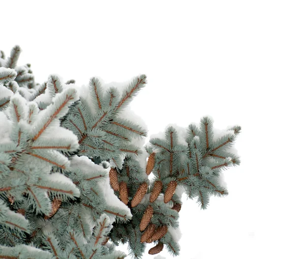 Rama de abeto azul árboles cubiertos de conos de nieve — Foto de Stock