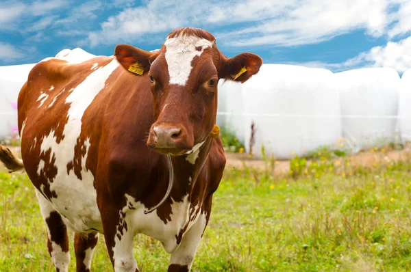 Vaca marrom e branco em pasto — Fotografia de Stock