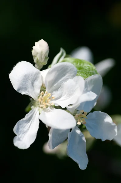 Fond fleur pomme macro — Photo