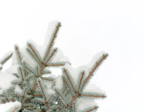 Sne ligger på en gren af en blå gran isoleret - Stock-foto