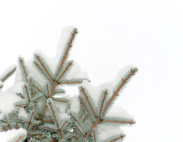 Nieve se encuentra en una rama de un abeto azul aislado —  Fotos de Stock