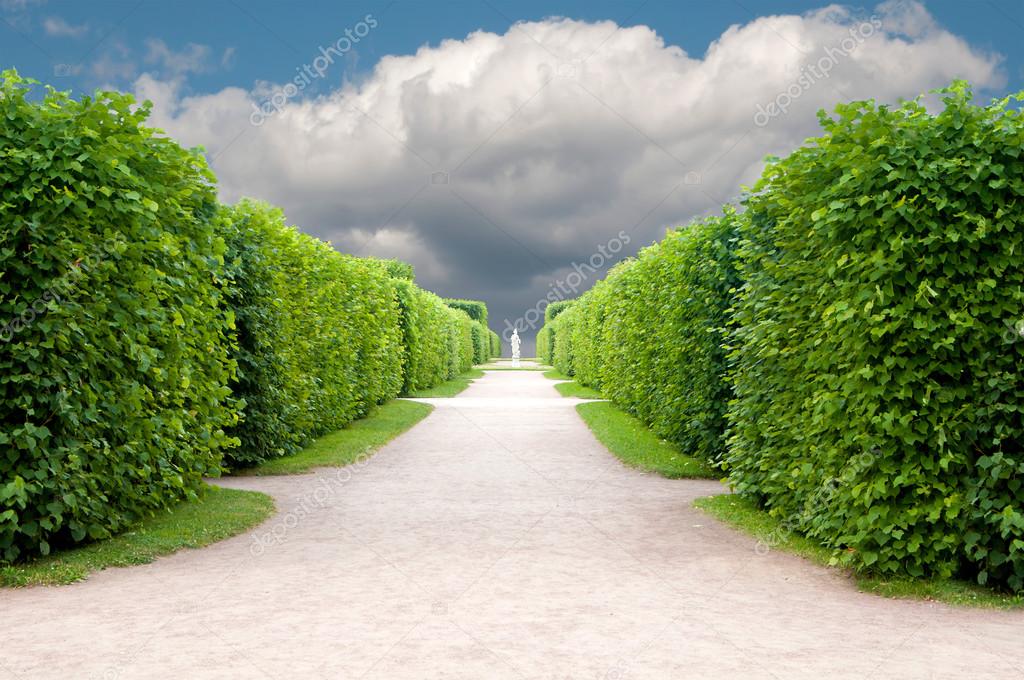 alley in the Park with exactly topiary trees