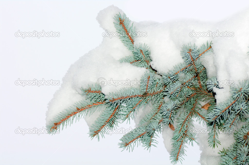 branches blue spruce under the snow on a white background