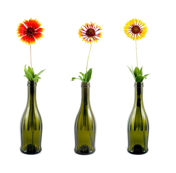 Flowers stand in glass green bottle — Stock Photo, Image