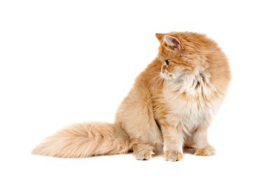 Kırmızı kedi yavrusu oturma yönünde seyir