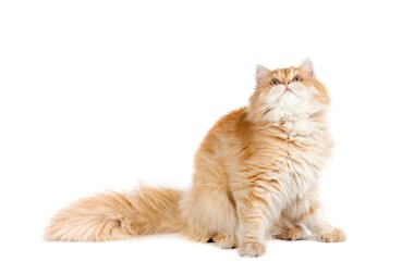 Kırmızı kedi yavrusu oturma seyir