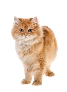 Kırmızı kedi yavrusu ayakta