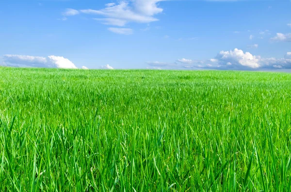 Field of green grass and blue sky — Stock Photo, Image