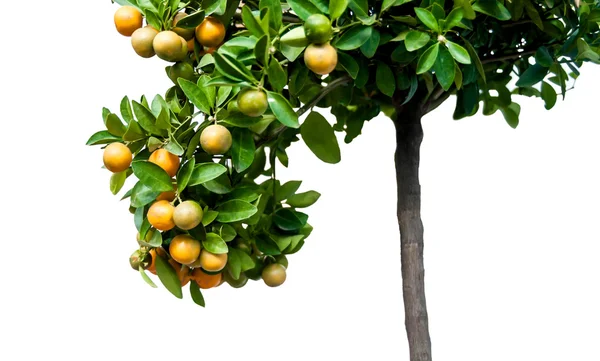 Mandarin oranges growing on a tree isolated — Stock Photo, Image