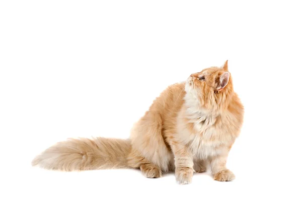 Gatinho vermelho sentado olhando para cima — Fotografia de Stock