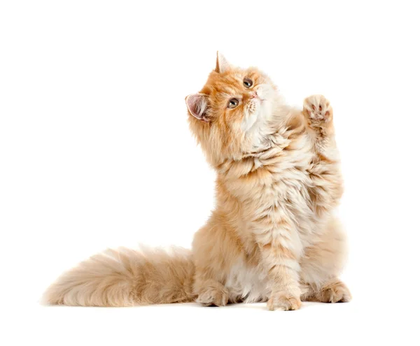 Kırmızı kedi yavrusu oturan bir pençe kaldırdı arıyorsunuz — Stok fotoğraf