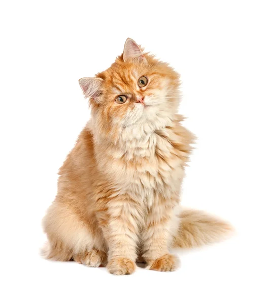 onun kafasını yana oturan kırmızı kedi yavrusu