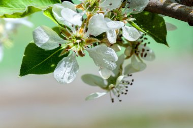 elma çiçeği ile su damlaları