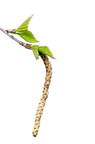 Ramo giovane di betulla con gemme e foglie — Foto Stock
