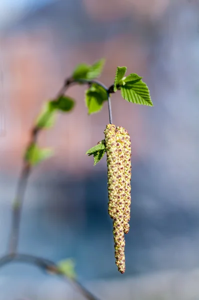 Orecchini e giovani foglie di betulla — Foto Stock