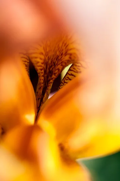 黄色い虹彩の花 — ストック写真