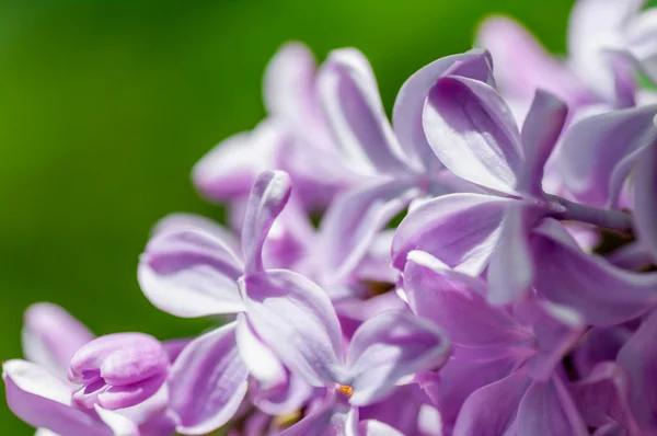 Flower of lilac — Stock Photo, Image