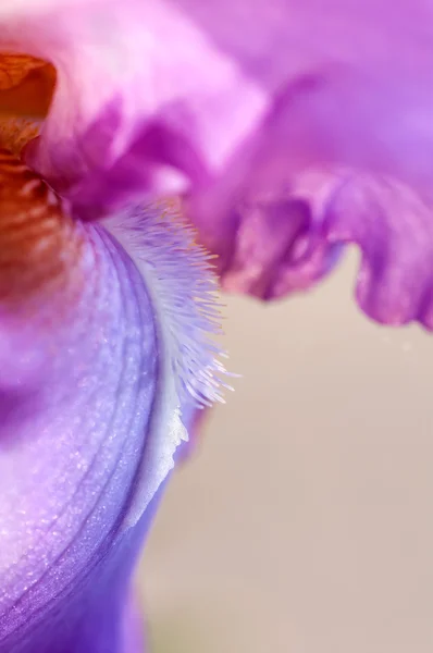 鸢尾花的背景 — 图库照片